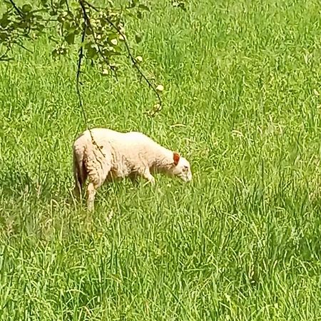 Domek Caloroczny Zagroda Mlynski Sułkowice Esterno foto