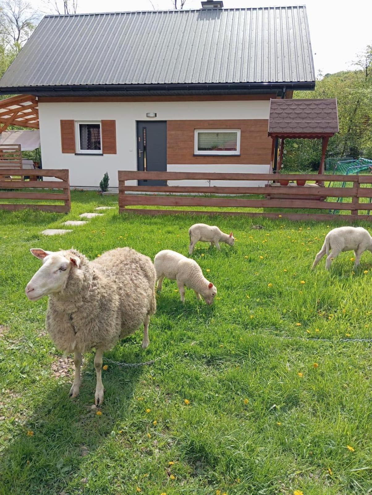 Domek Caloroczny Zagroda Mlynski Sułkowice Esterno foto