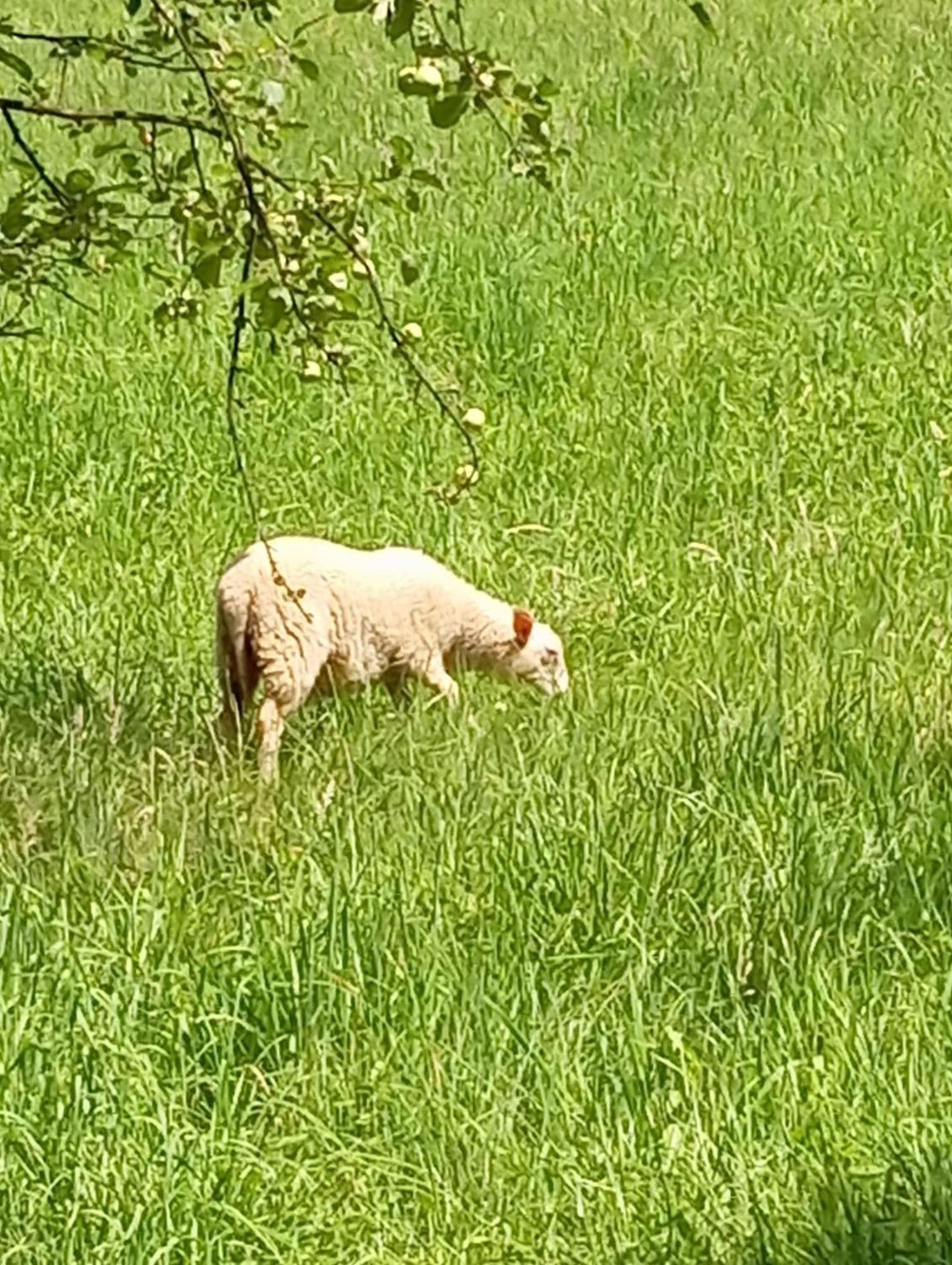 Domek Caloroczny Zagroda Mlynski Sułkowice Esterno foto